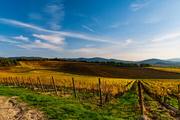 Fototapeta na wymiar Chianti colors in autumn wine area of Tuscany in Italy