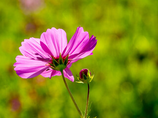 A single Zinnia backlit aganist a green background