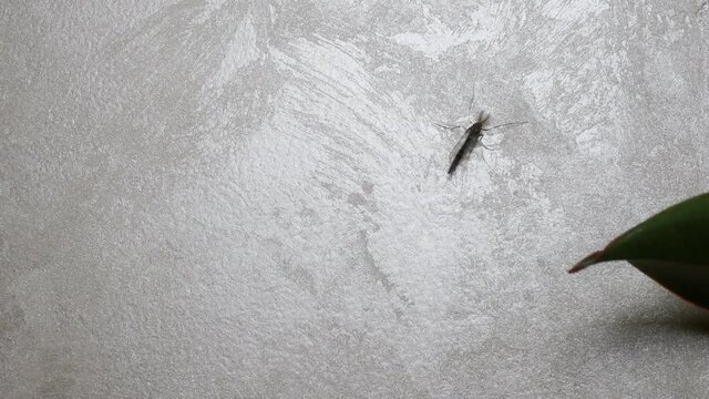 The mutant mosquito is crawling along the wall, the mosquito is huge. Winged insect
