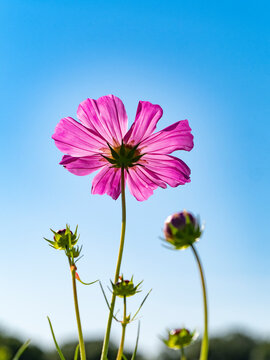 A single Zinnia wildflower with new buds seen from below against  a blue sky