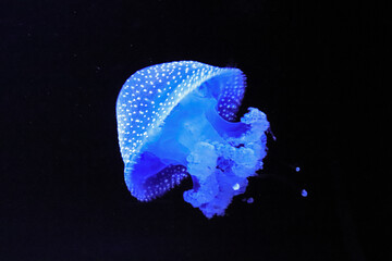 Fototapeta na wymiar Jellyfish Swimming In The Sea. Medusa