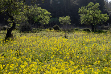 rapeseed cultivation field, Sant Joan, Mallorca, Balearic Islands, Spain