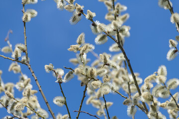 twig of blossoming pussy-willow on a background of blue sky