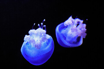 Naklejka na ściany i meble Jellyfish Swimming In The Sea. Medusa
