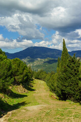 Fototapeta premium Beautiful pine trees on background high mountains.
