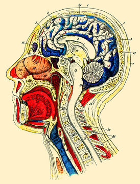 Internal structure of the human head and neck. Illustration of the 19th century. Germany.