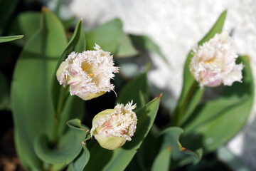 Tulpe,tulip,Blune,flower