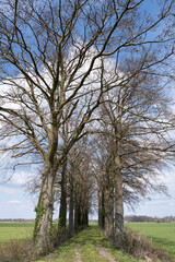 Double row of trees with bare branches in the spring with a path in the middle of a meadow in Overijssel, the Netherlands