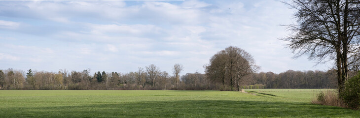 Obraz na płótnie Canvas Typical Dutch flat landscape with green meadow and row of trees on the horizon and blue sky with clouds in spring. Widescreen image