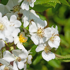 Blühende Hagebutten, Rosa canina, im Frühling