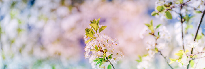 Beautiful panoramic spring scenery with cherry blossom and bokeh background