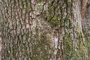 Bark of pine tree. Natural coniferous bark background