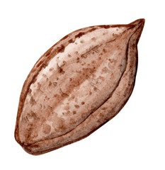 watercolor brazil nut in shell isolated on white background
