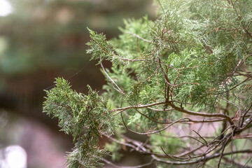 Leaves and cones of a Juniper tree evergreen