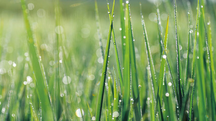 Fototapeta na wymiar Abstract green nature spring background. Wet green grass lawn with morning dew drops in springtime on blurred bokeh water drops sparkle in sunlight, shallow DOF.