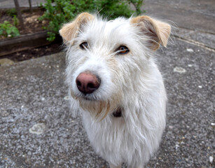 Portrait of a dog. White dog 