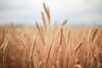 beautiful wheat field blooms in early spring
