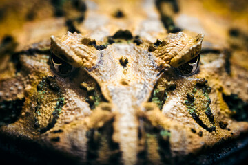 Ceratophrys - large frog of the ratchet species.