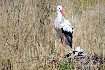 A White Stork couple brooding