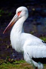 Fototapeta premium A Portrait of a Maguari Stork