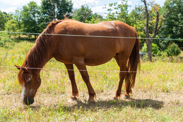 pferd grast auf pferdekoppel