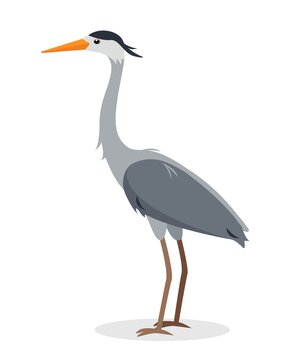 Standing Heron bird icon for nature design.