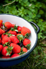 strawberries in a bowl