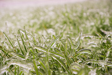 Green grass covered with ice. Frozen freezing rain. Ice covered. Bad weather in spring. Close-up view.