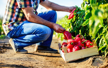 Gardening. Man picking paprika in the garden, close up photo. Agricultural concept
