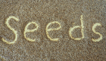 Seeds lettering written with a finger on the seeds of the lawn grass as a background. Natural background.