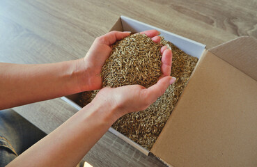 Female hands take grass seeds from a cardboard shipping box. Preparing for sowing a lawn.