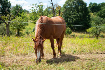 pferd auf wiese frisst gras