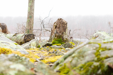 moss on the tree