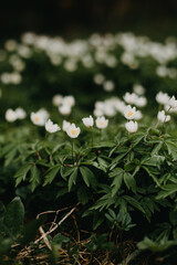 wonderful springy view in forest covered by white anemones