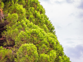 Green pine tree with long needles on a background of cloudy sky. Freshness, nature, concept. Pinus pinea