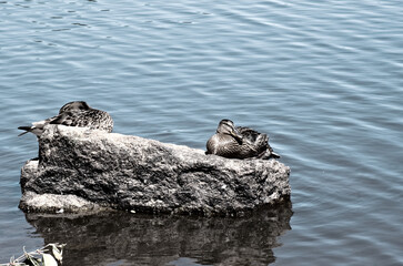 Couple de canards sur un rocher au soleil .