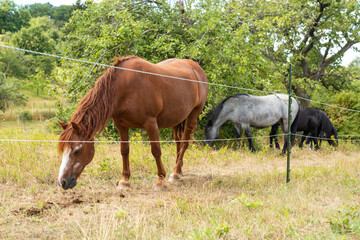 pferd grasen schimmel fuchs auf weide