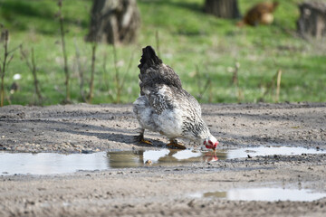Grey hen  drinking water in the puddle,rural wildlife