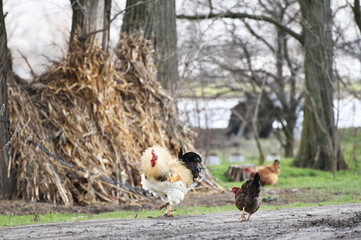 Rooster with hens searching for insects after rain,wet weather in the village