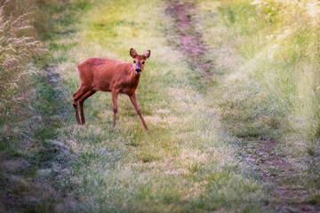 Roe deer in the meadow. Deer in the grass