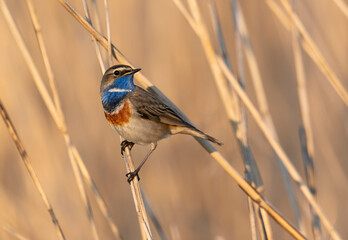 Bluethroat bird sitting on the reed ( Luscinia svecica )