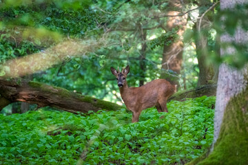 Roe deer in the meadow. Deer in the grass