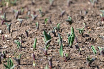 Young shoots of tulips in an early spring