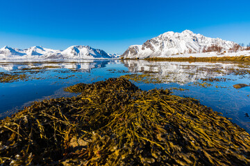 Winterlandschaft mit Eis und Schnee in Lofoten, Norwegen