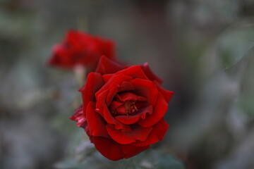 the scarlet red rose bloomed in the botanical garden