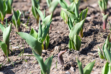 Young shoots of tulips in an early spring