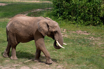 African elephant eating grass