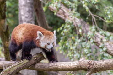 Red panda in tree. Red panda eating bamboo
