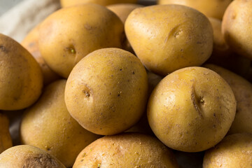 Raw Organic Yellow Potatoes