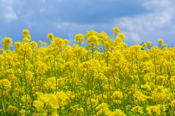 Obraz premium 菜の花と空